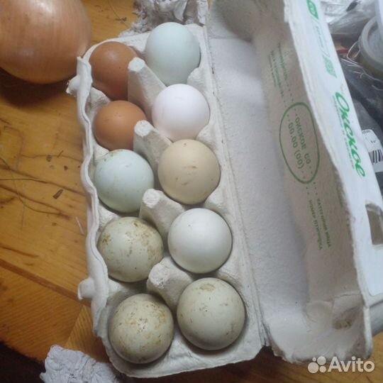 Куры домашние на мясо