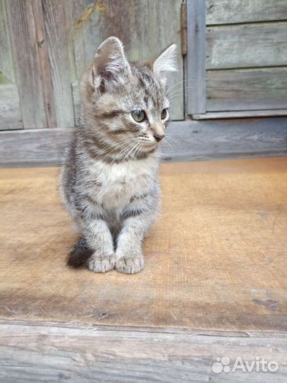 Котята в добрые руки бесплатно