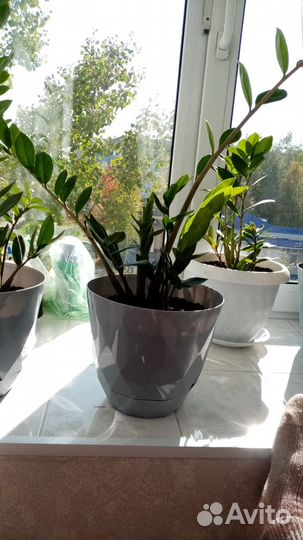 Замиокулькас