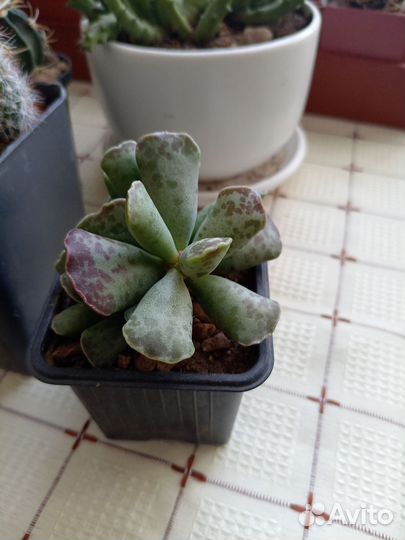 Адромискус