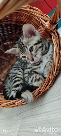 Бенгальские котята