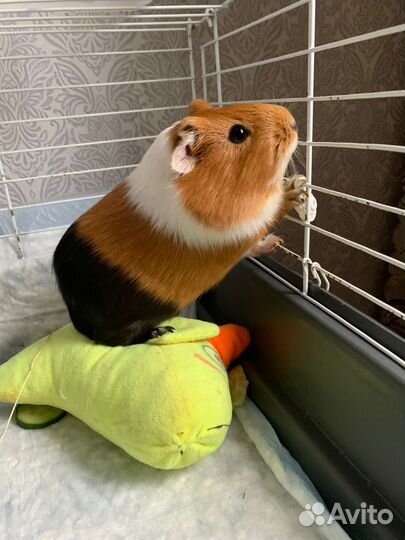 Морские свинки