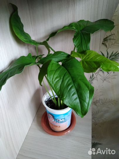 Эпипремнум