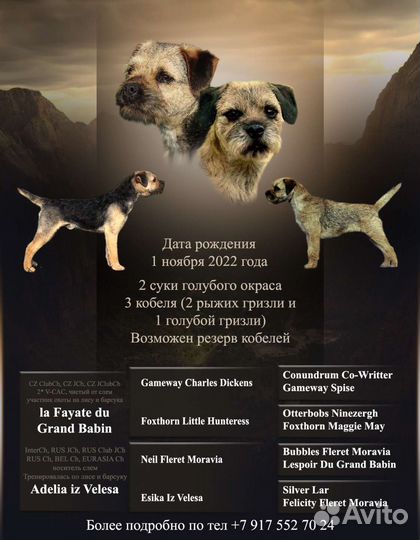 Щенки бордер терьера