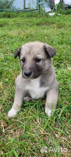 Собака в добрые руки отдам бесплатно