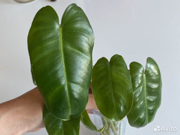 Филодендрон бурле макс