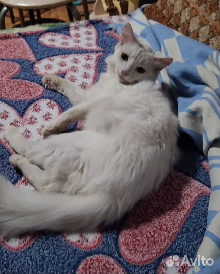 Отдам кошечку
