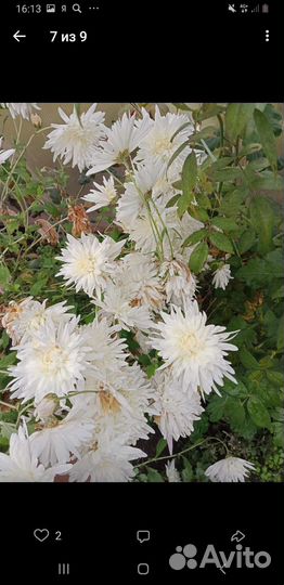 Хризантемы