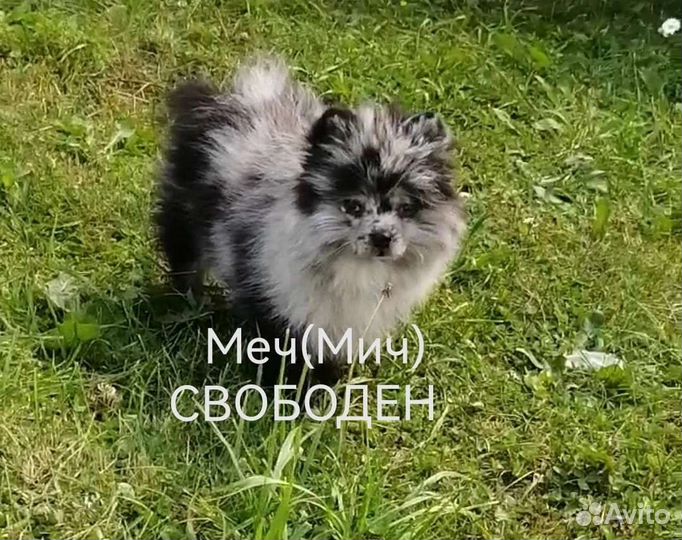 Померанский шпиц