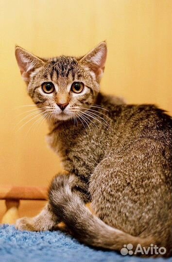 Котенок Тигренок