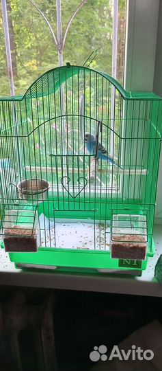 Волнистый попугай с клеткой