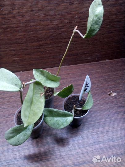 Хойи черенки