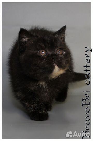 Котята британская короткошерстная и длинношерстная
