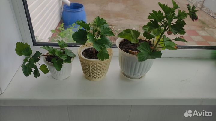 Пеларгония герань