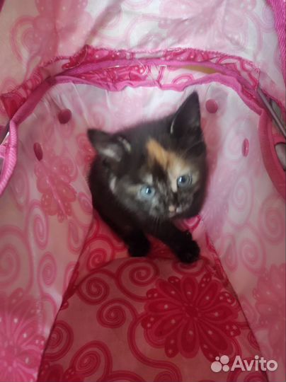 Котята турецкой ангоры
