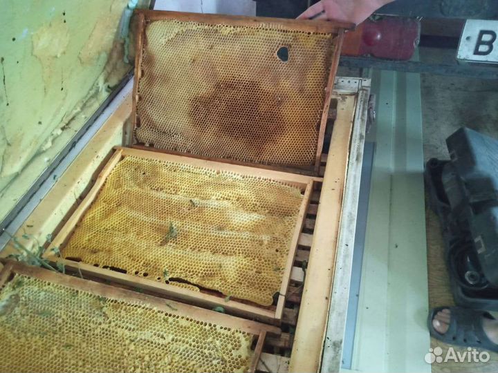 Суш Светлая