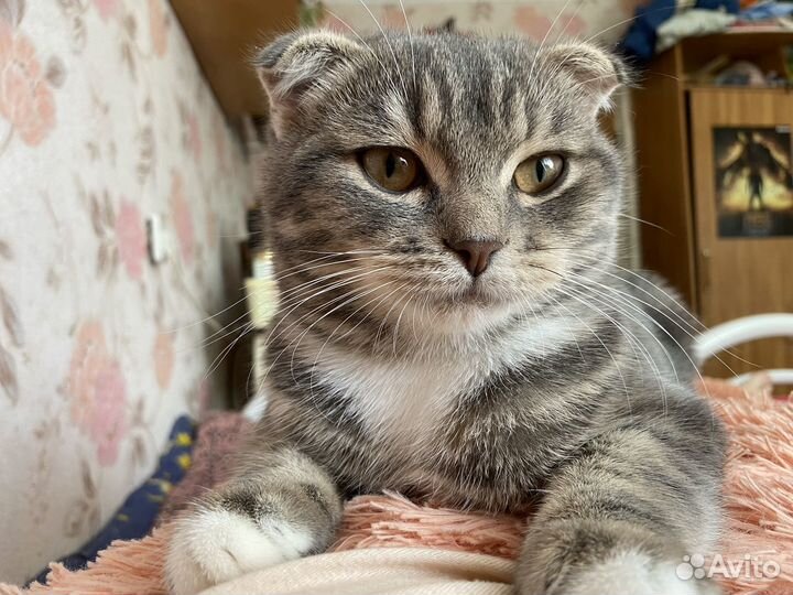 Шотландский вислоухий кот бесплатно