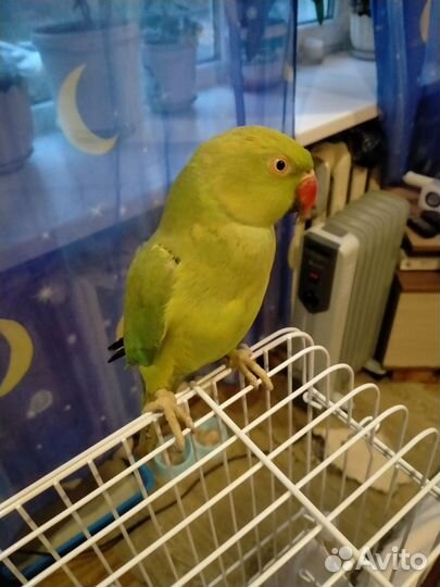 Ожереловый попугай