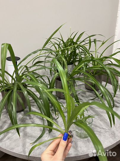 Хлорофитум зеленый