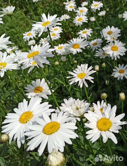 Рассада цветы