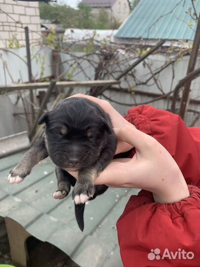 Щенки бесплатно