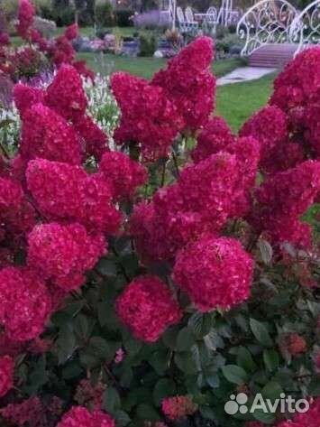Гортензии(+4-ая в подарок) сортов много