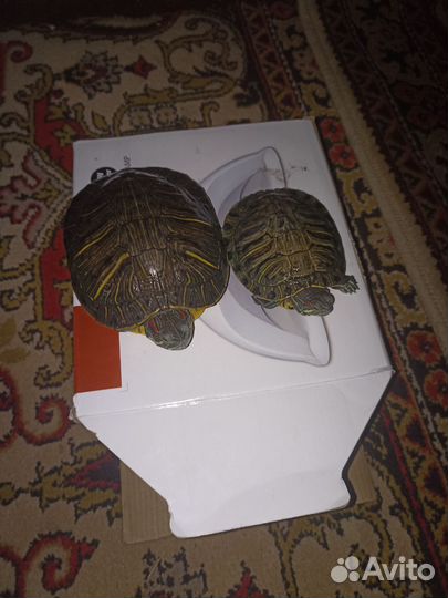 Красноухие черепахи