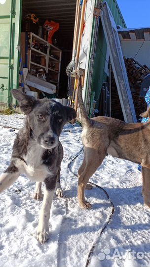 Щенок в добрые руки