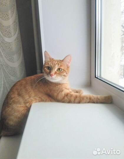 Кошечка Мальта