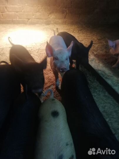 Продам поросят
