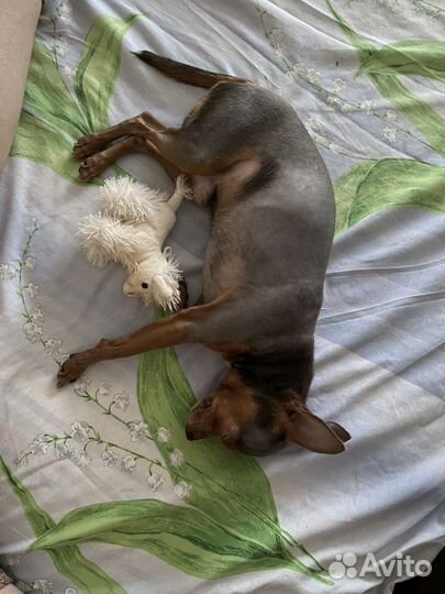 Вязка той-терьер мальчик