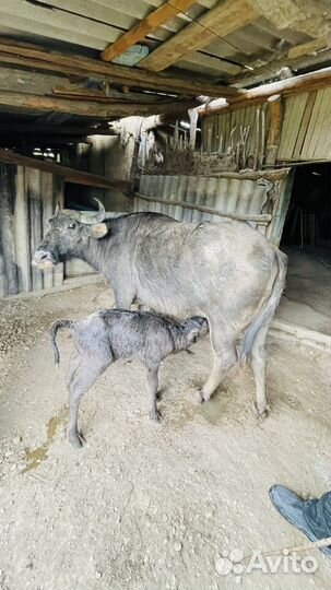 Продам буйвол с буйволенком, доиться не капризный