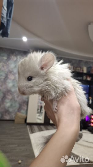 Шиншиллы детеныши