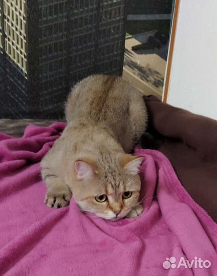 Молодая кошечка в добрые руки