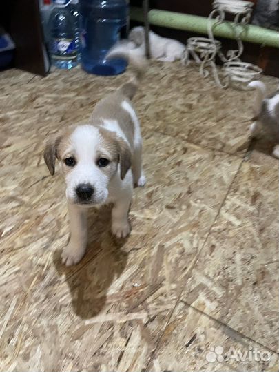 Щенки сао алабай