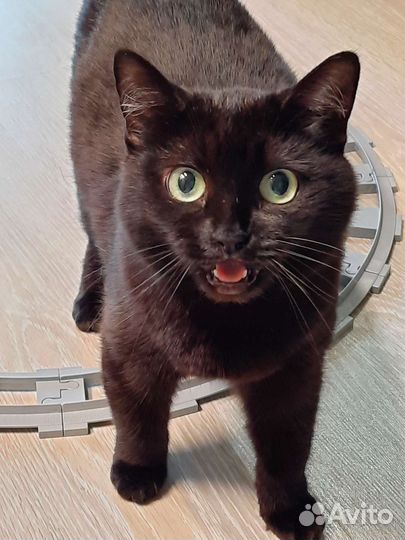 Кошка в дар бесплатно