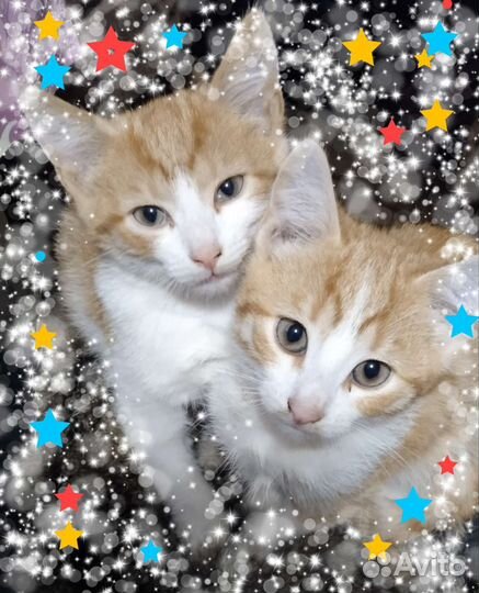 Котики
