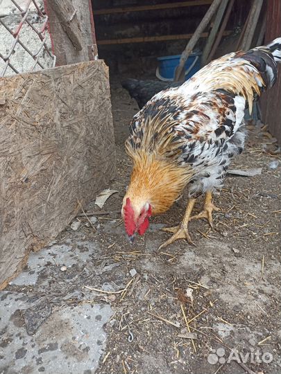 Петух