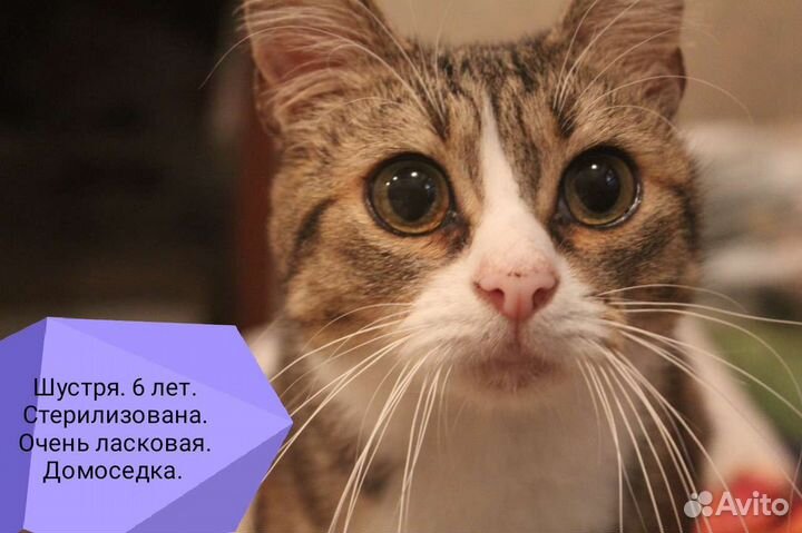 Молодые кошки, коты
