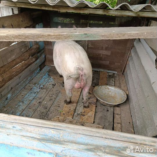 Хряк на племя