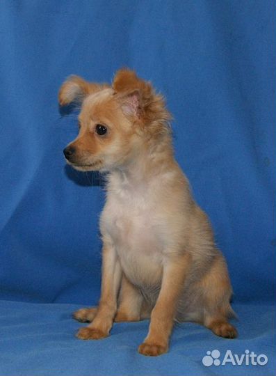 Мини тойчик