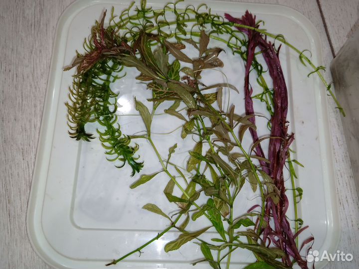 Аквариумные растения прополка