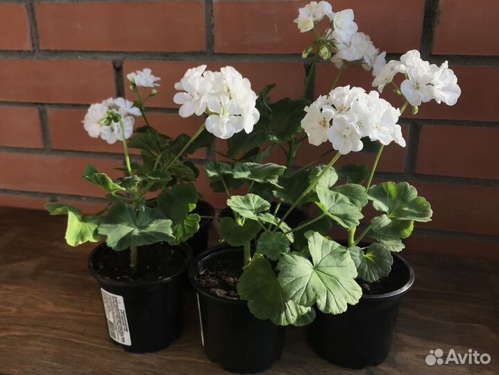 Пеларгония зональная белая (герань)