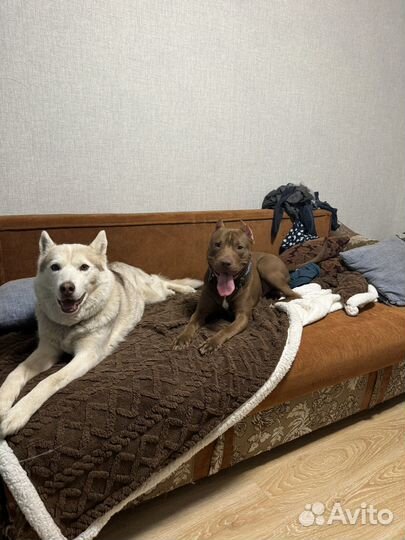 Хаски питьулль