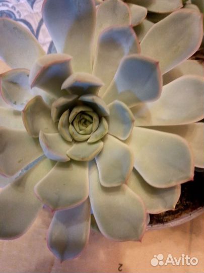 Эхиверия два растения