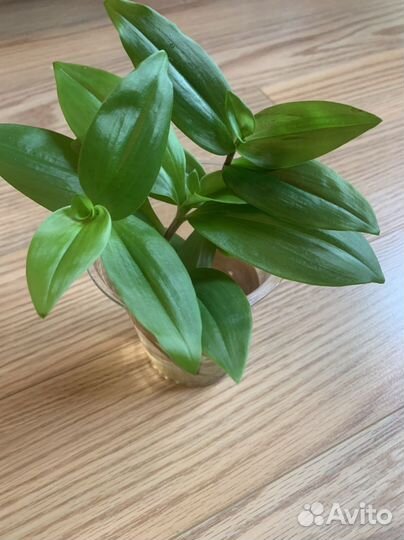 Вьещееся комнатные растения