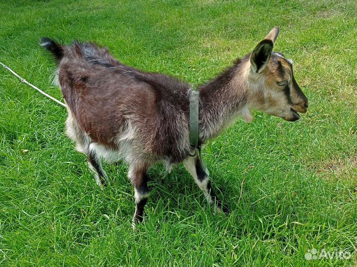 Продам козлят
