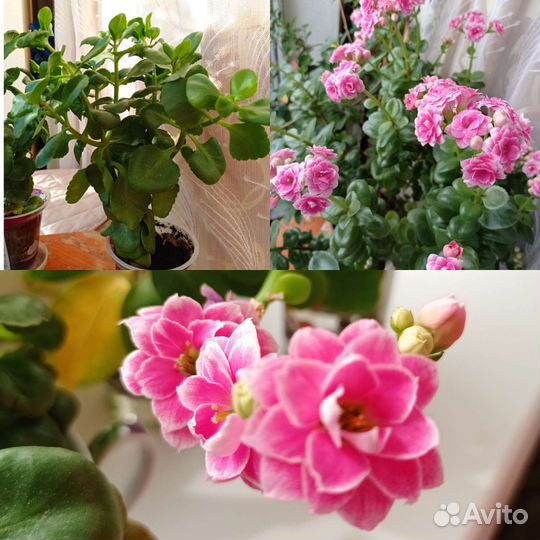 Каланхоэ Каландива