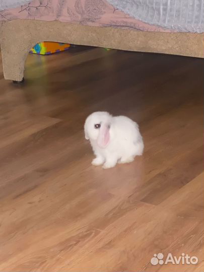 Декоративные кролики домашний мини