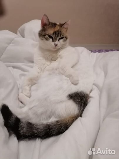 Отдадим кошку